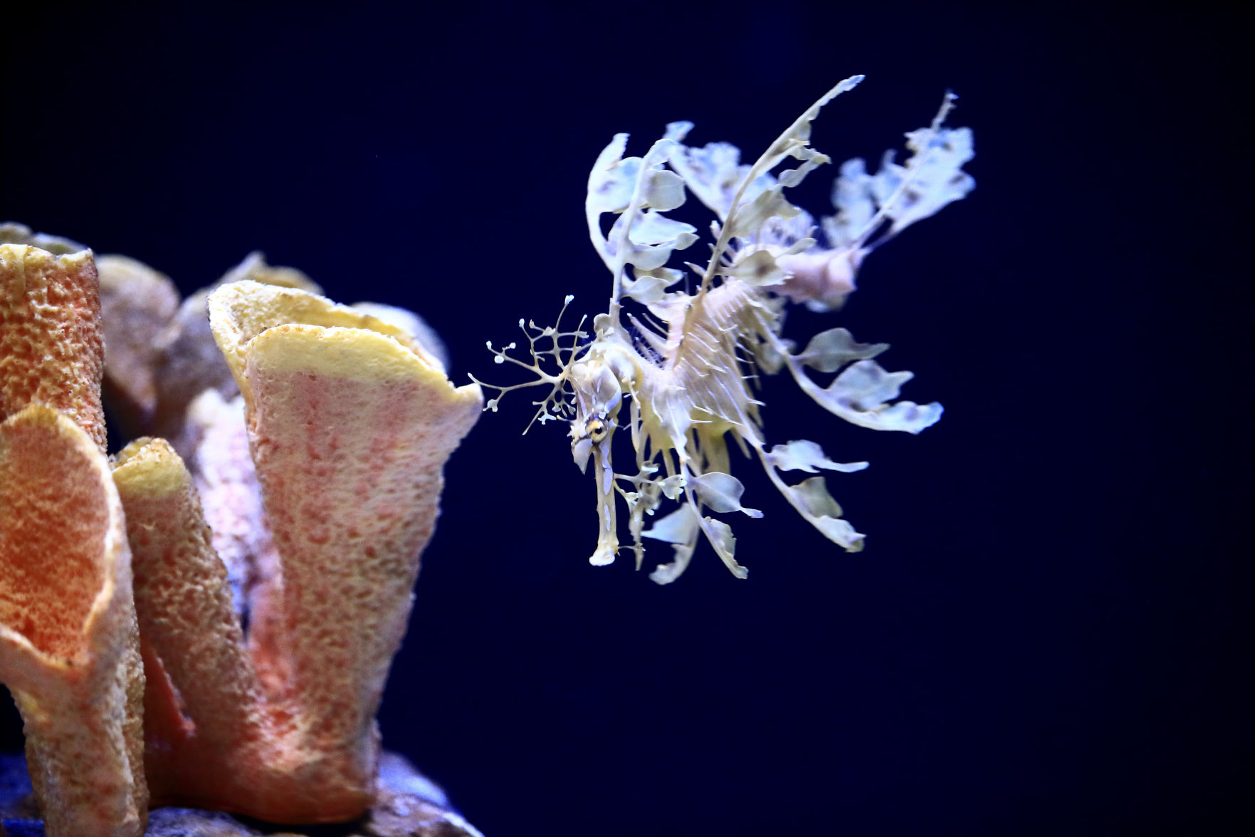Sea Dragons